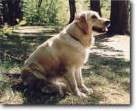 golden retriever.jpg